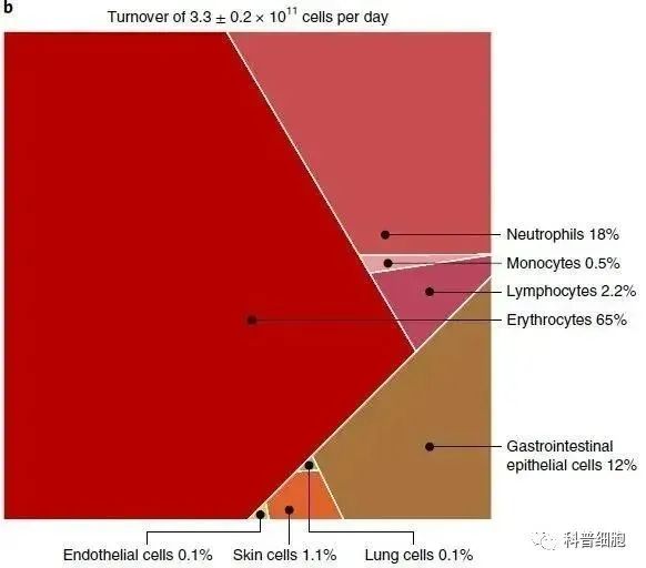 人体细胞更新惊人速度：每秒高达380万个！