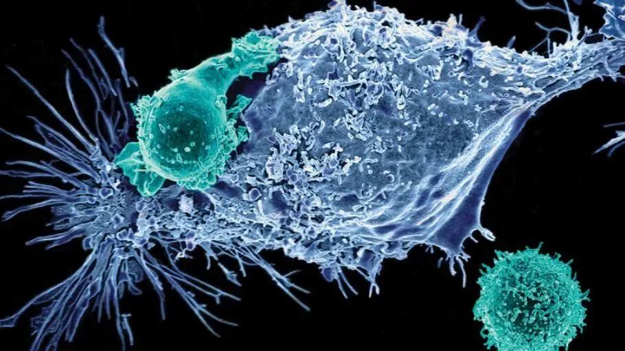 免疫细胞帮你干掉你体内的癌细胞！