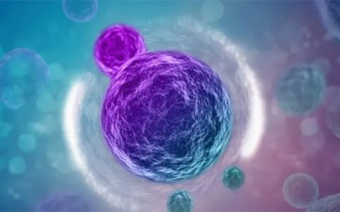 间充质干细胞在 1 型糖尿病胰岛移植中的临床进展