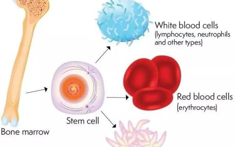 自体VS异体干细胞回输，疑问一网打尽！