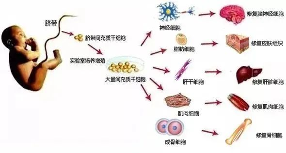 解密干细胞五大之最，它凭什么是人类生命之源？