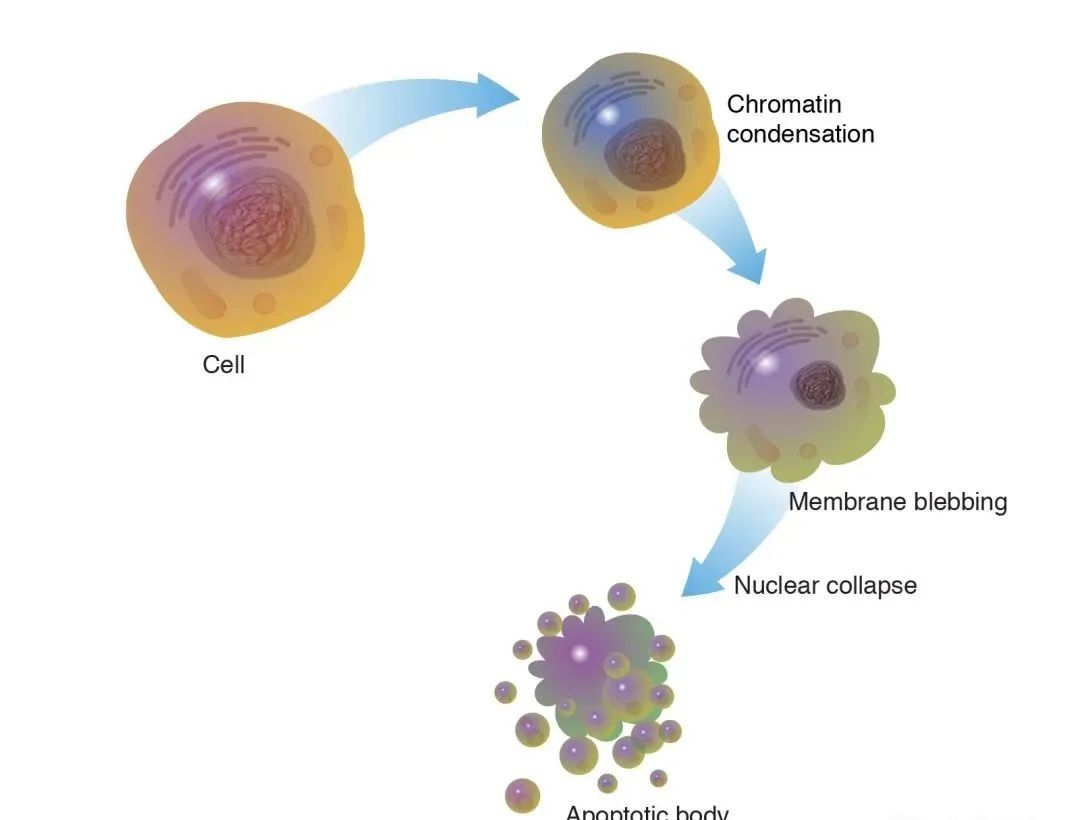 解密干细胞五大之最，它凭什么是人类生命之源？