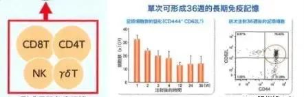 肿瘤患者接受免疫治疗多久起效?疗效能持续多长时间?