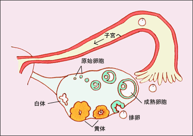 干细胞十问十答