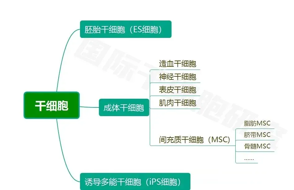 快速搞懂干细胞全家福：同为干细胞，它们有何不同？临床应用怎么选？