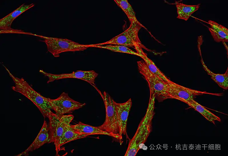 干细胞疗法：概述、益处和风险 (2024)