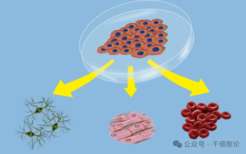 科普 | 干细胞到底是什么？