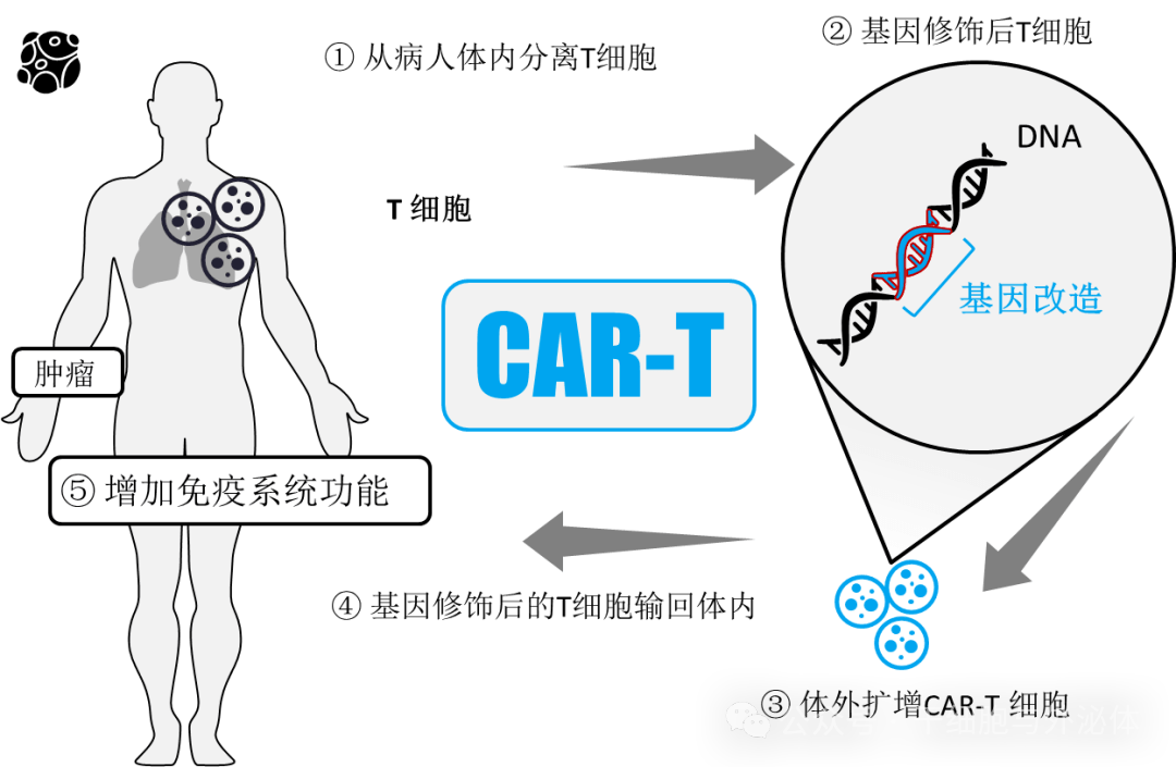 15名患者经细胞治疗后，症状都得到显著改善，甚至完全消失。