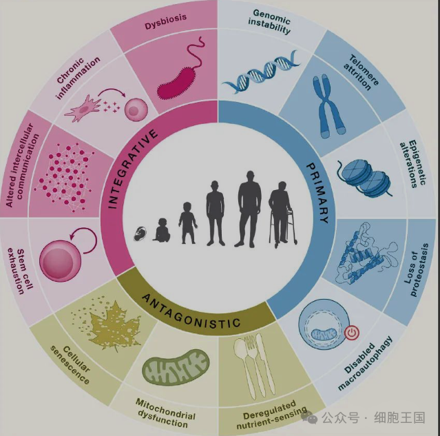 干细胞写入抗衰专家共识！基于细胞学干预皮肤衰老的浪潮正在兴起