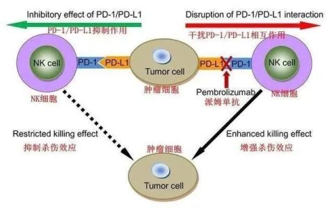 NK细胞治疗的前沿：免疫王炸组合，NK细胞联合PD-1治疗