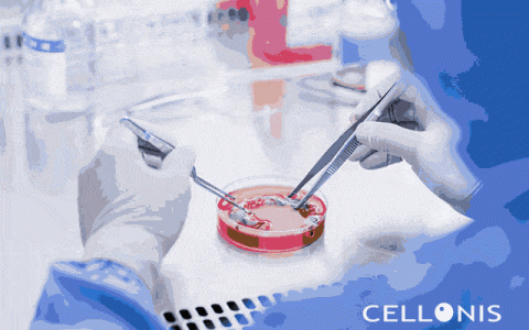 新视野丨干细胞进入人体后的聪明表现！