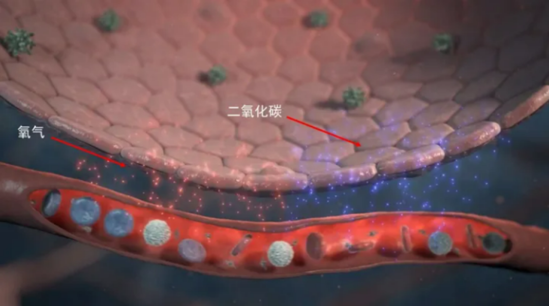 干细胞在肺纤维化的临床应用