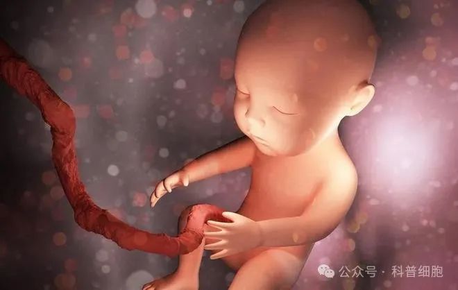 美国犹他州新法案5月1日期实施：胎盘干细胞不经FDA批准即可用于临床治疗