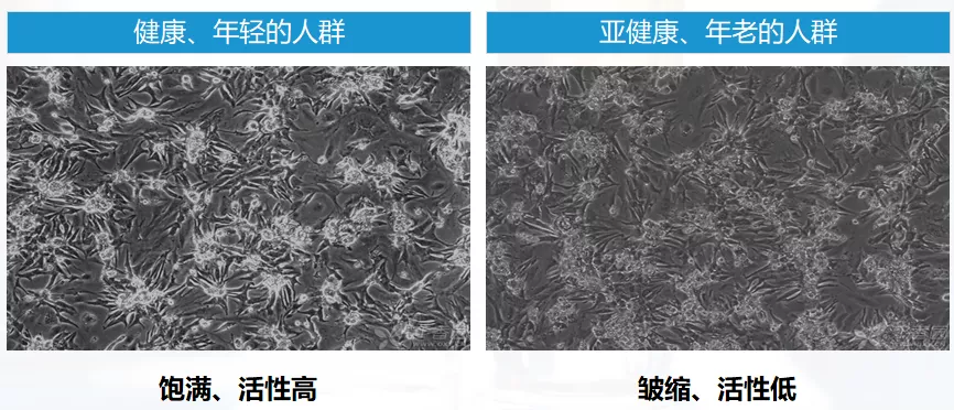 拆解我国首个人源干细胞国家标准，一份高质量细胞有哪些特质