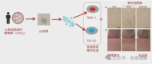 法国《ELLE》杂志专题：外泌体如何用于皮肤护理、脱发治疗和整体美学？