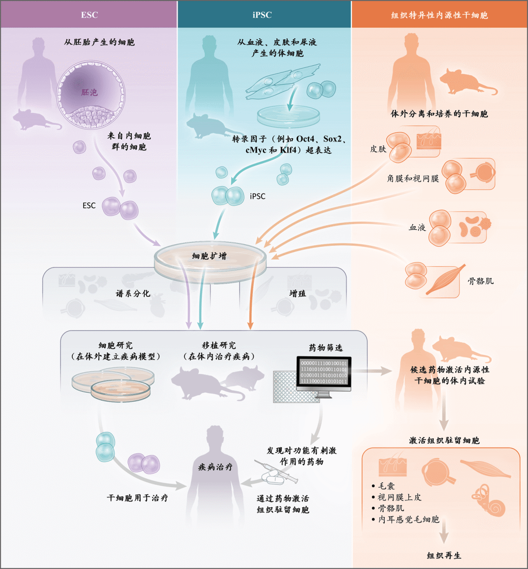 频频取得重大成果的“干细胞”，为何与“我们”息息相关？