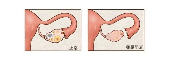 干细胞对女性到底有多友好？五大作用分享给你！