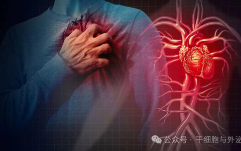 565例证明，移植间充质前体细胞使心肌梗死或脑卒中的风险降低75%