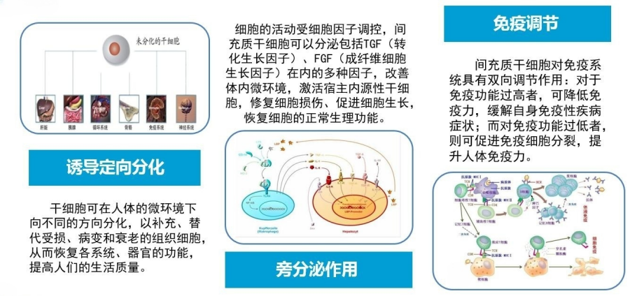 划时代的改变！未来5-10年“慢性病”或将被干细胞根治
