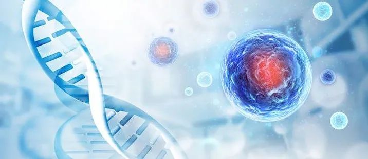 科学实锤！NK免疫细胞远比人们想象的要强大，它的分泌物也可抗癌
