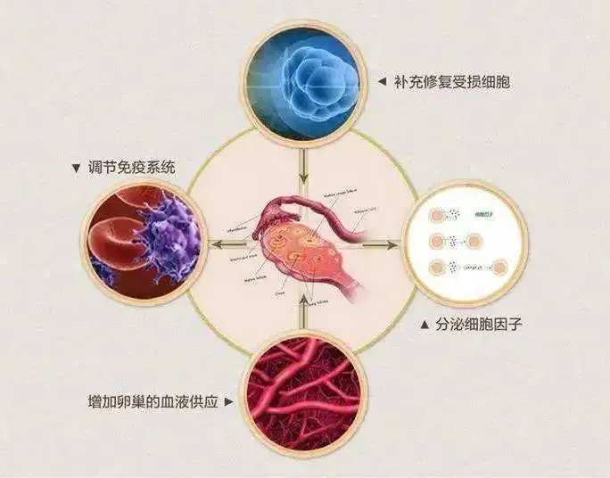 人体维修的工程师，“万用”的干细胞