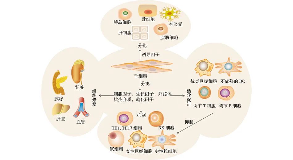 频频取得重大成果的“干细胞”，为何与“我们”息息相关？