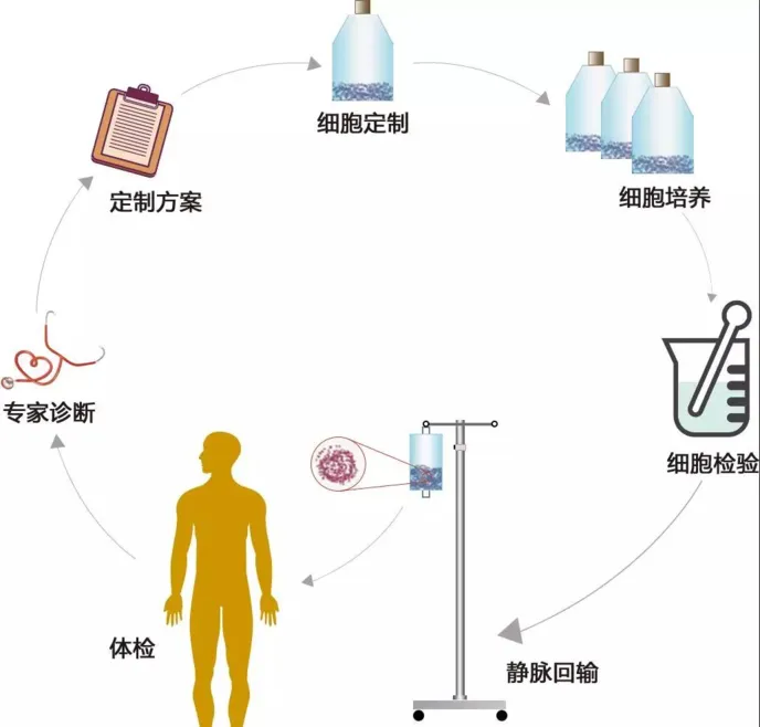 更具价值的免疫细胞——NK细胞，它与健康长寿有密切的关系