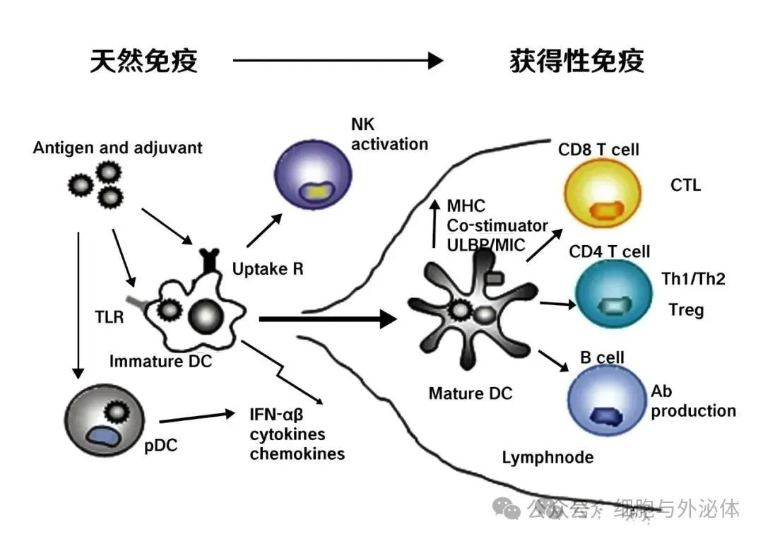 十种细胞免疫疗法：有何优劣？