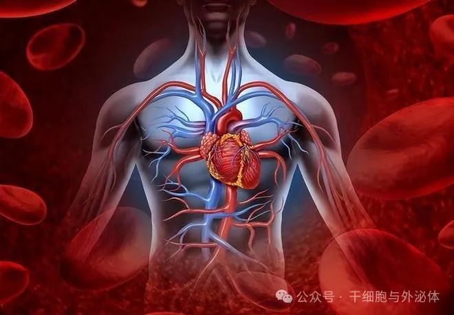 高血压脑出血40例：间充质干细胞治疗改善患者语言、肌张力、肌力功能