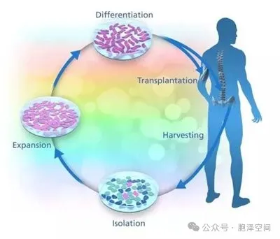 普通人回输干细胞需要注意些什么