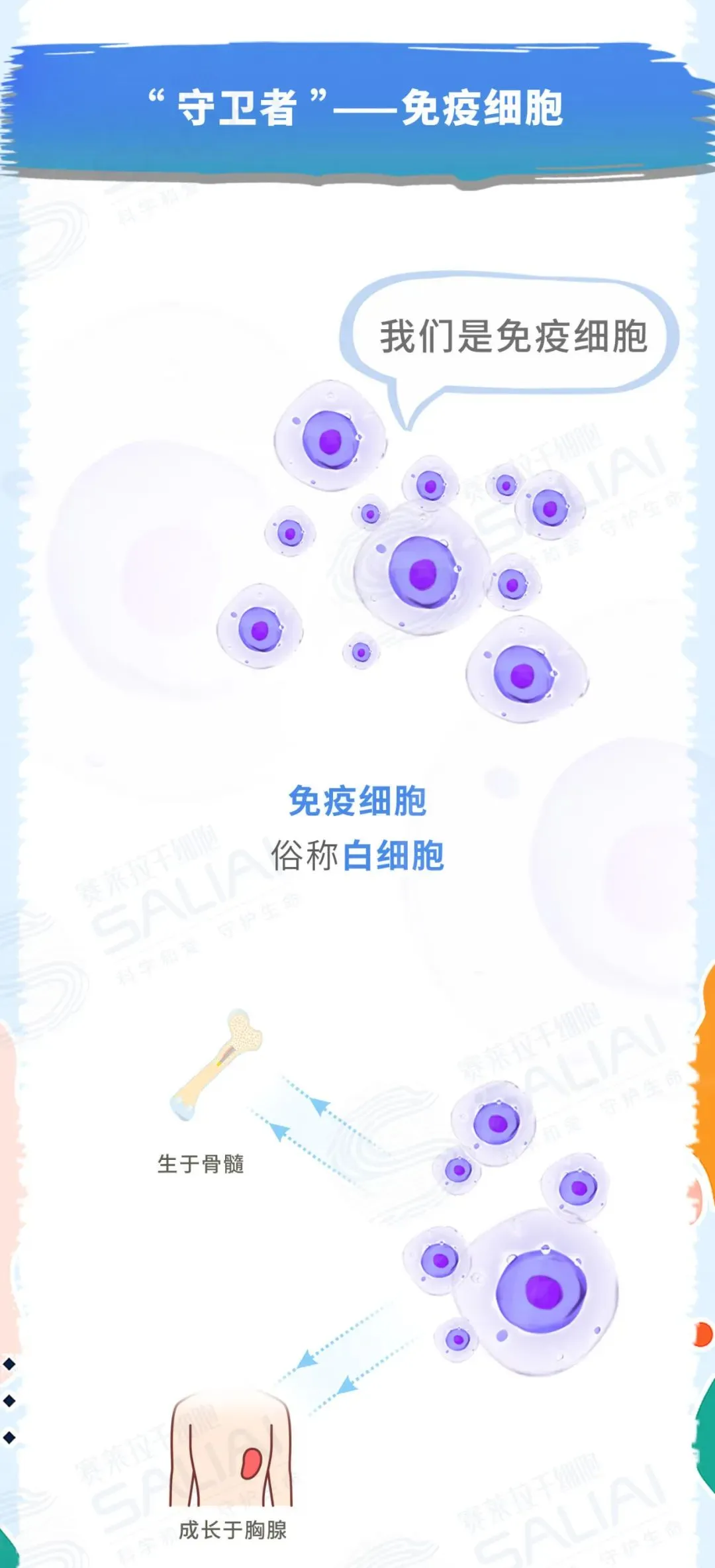一组漫画简单聊聊干细胞和免疫细胞有何不同