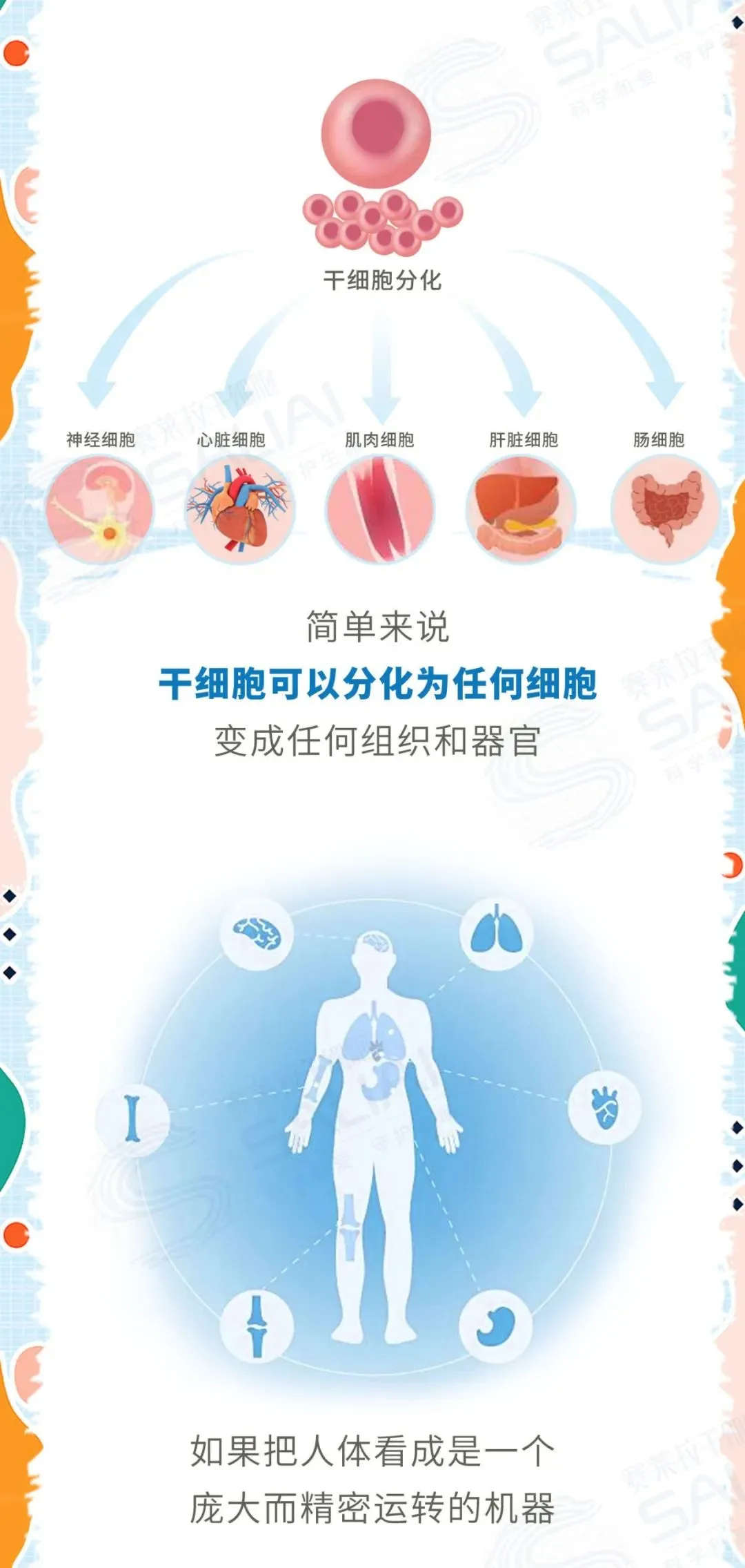 一组漫画简单聊聊干细胞和免疫细胞有何不同