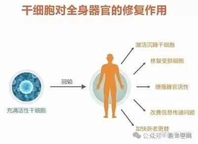 普通人回输干细胞需要注意些什么