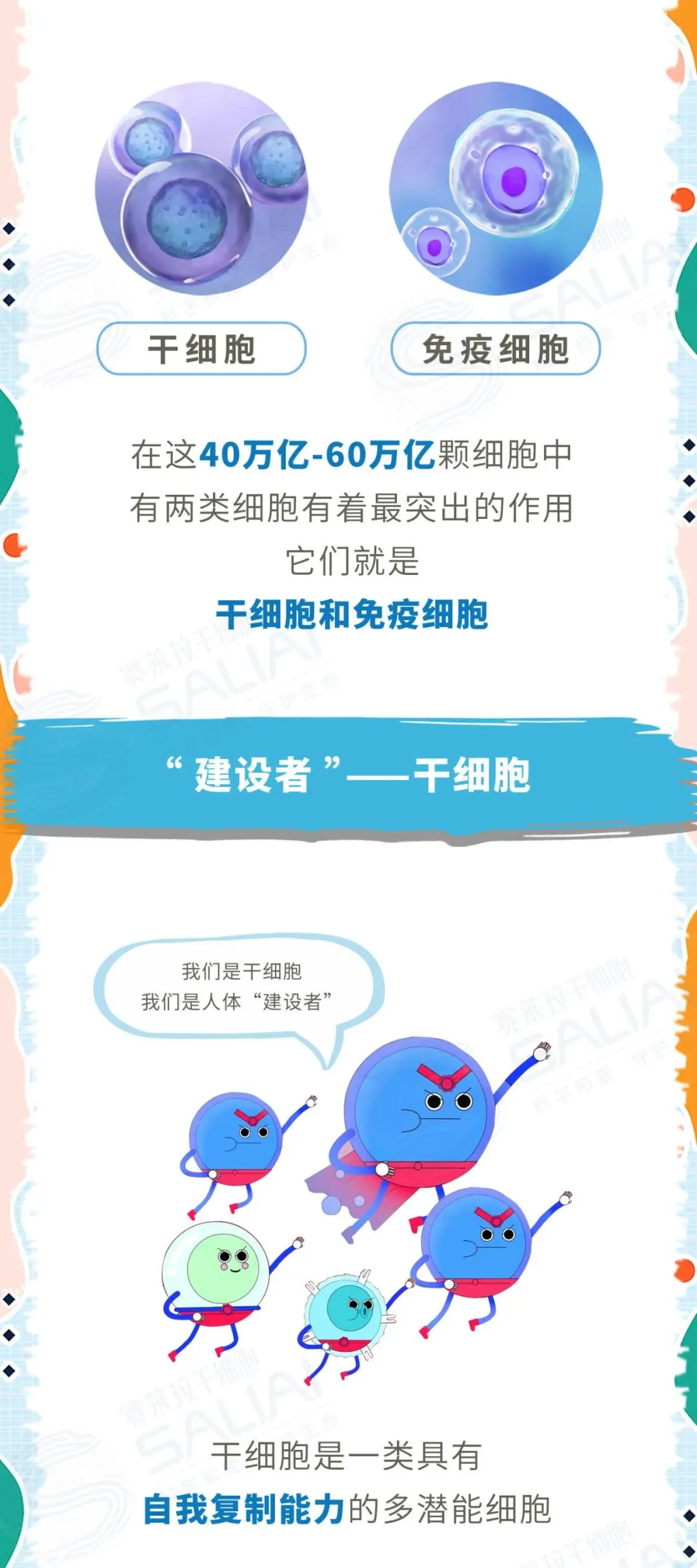 一组漫画简单聊聊干细胞和免疫细胞有何不同