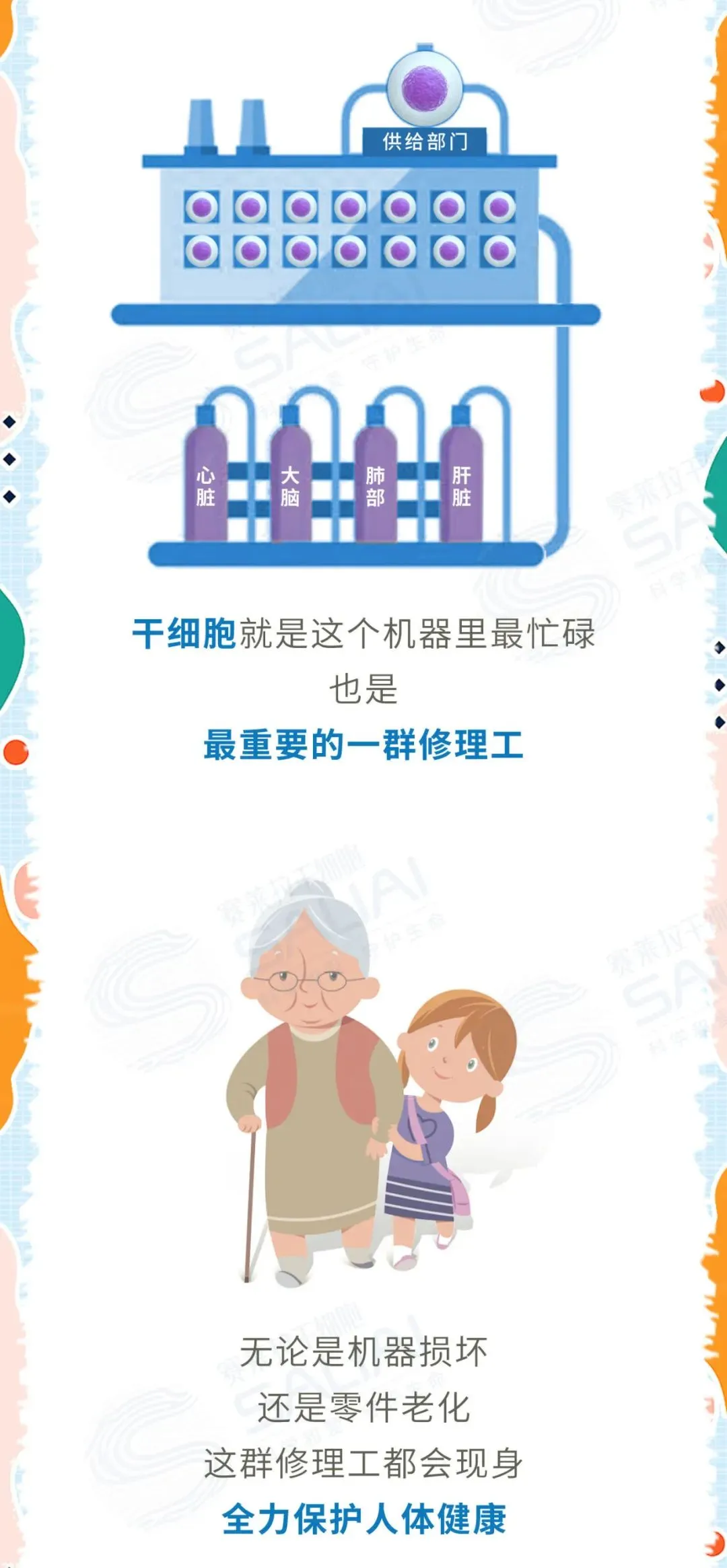 一组漫画简单聊聊干细胞和免疫细胞有何不同