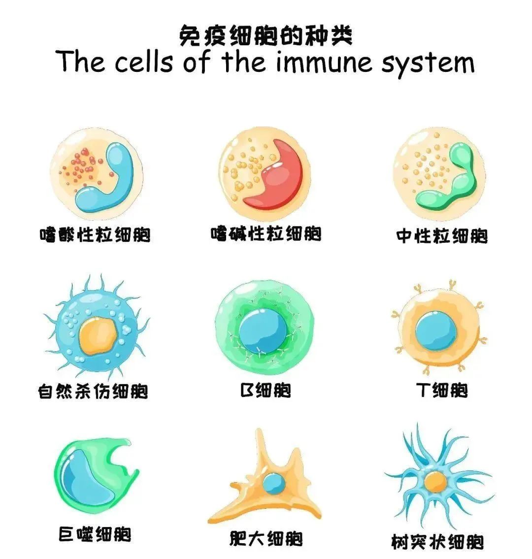 选对细胞是免疫力提升的关键：干细胞和免疫细胞，谁才是你的最佳选择？