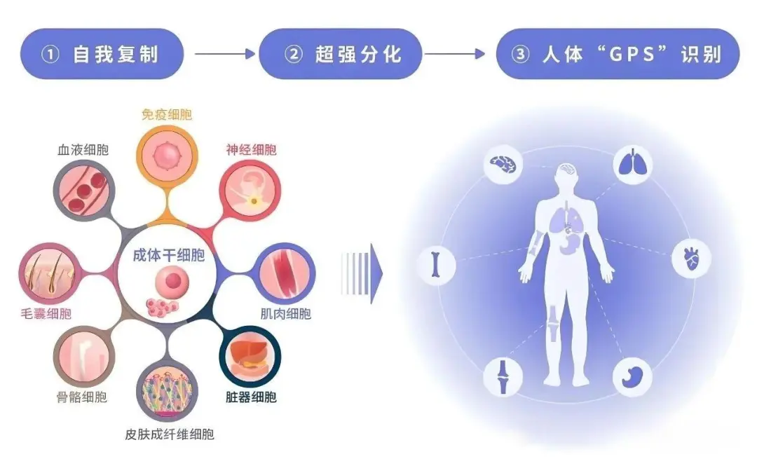 为什么越来越多的人开始选择打干细胞？科学发现90%的干细胞进入人体后，都会前往这个部位