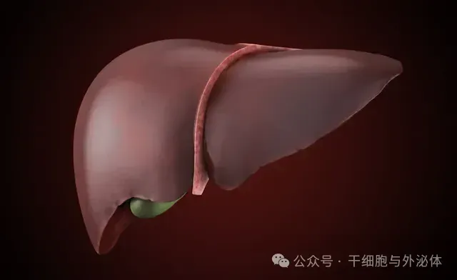 全球73项临床证实：间充质干细胞疗法有望改变肝病治疗格局
