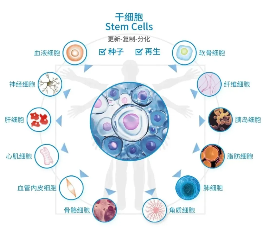 为什么越来越多的人开始打细胞？认知比钱更重要！2035年细胞治疗将普及85%