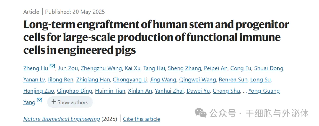 中国科学家新突破：猪体内培育人类免疫细胞或成未来医疗新方向