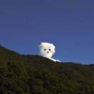 koala的头像